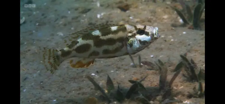 Livingston's cichlid (Nimbochromis livingstonii) as shown in Planet Earth III - Freshwater